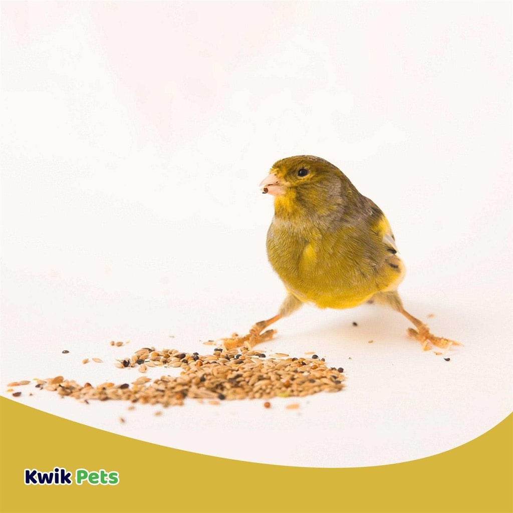 Canary Seed E891