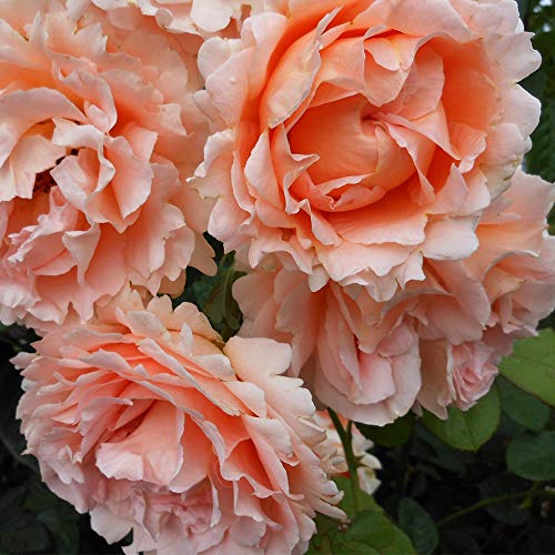 Apricot Climbing Rose Live Plant F840