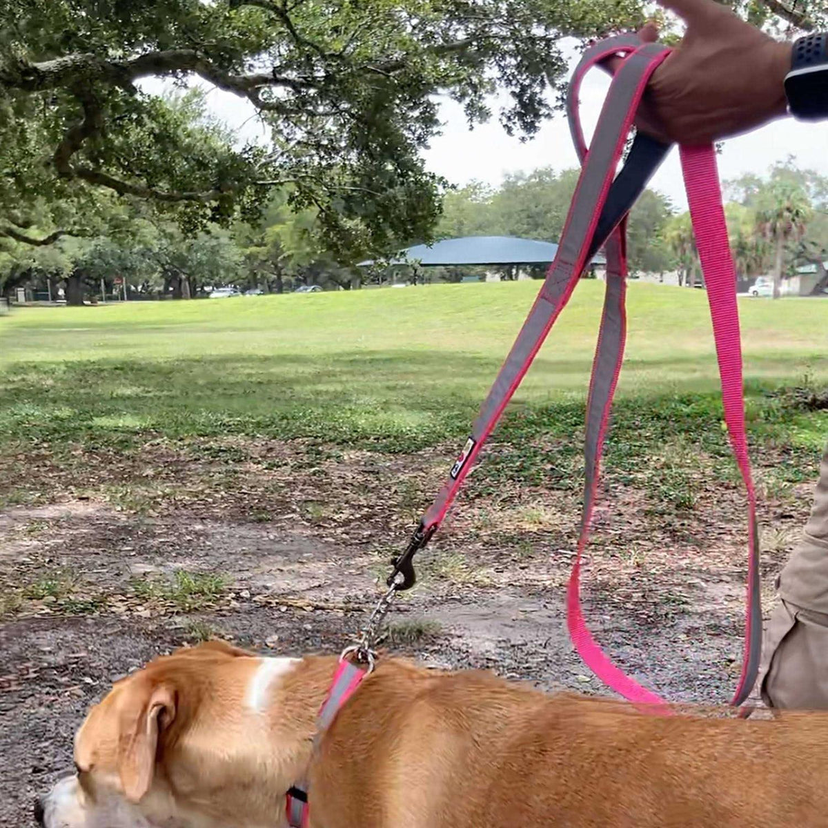 6 ft Solid Dog Leash M151354