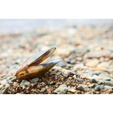 Green Lipped Mussel Omega 3 Pet Supplement I868241